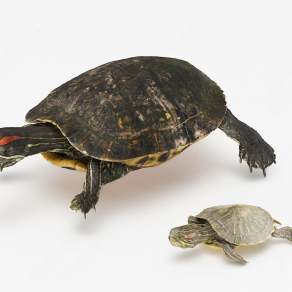 现代乌龟3D模型下载